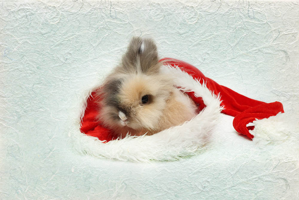 Miniature Lion Lop Rabbit: Facts, Care, Diet, Pictures & More