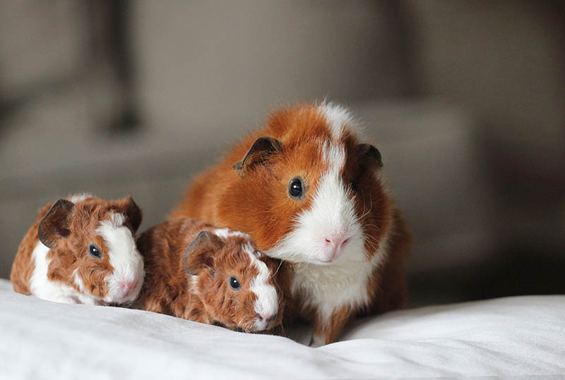 Do Guinea Pigs Eat Their Babies? Tips, Causes & FAQ