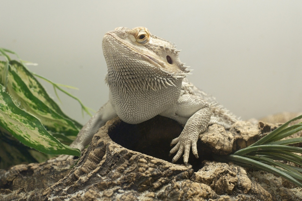 White Bearded Dragon: Size, Pictures, Habitat & Care Guide