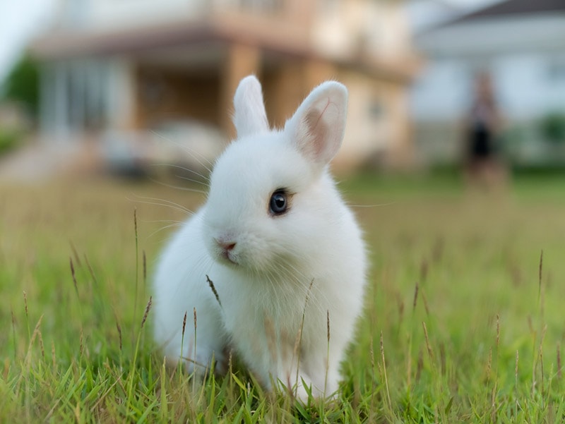 How Much Do Netherland Dwarf Rabbits Cost? 2026 Price Guide