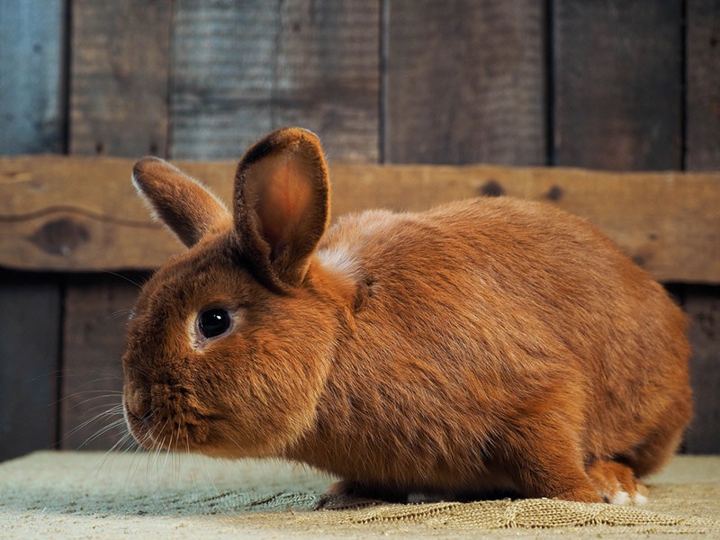 Why Is My Rabbit Shedding So Much? 15 Likely Reasons