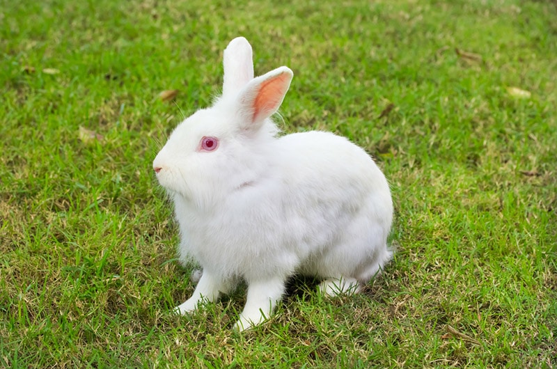 What Temperature Is Too Hot for Rabbits? Vet Approved Guide & Housing Tips