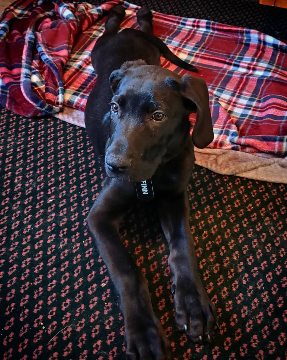 newfie dane lying on a carpet