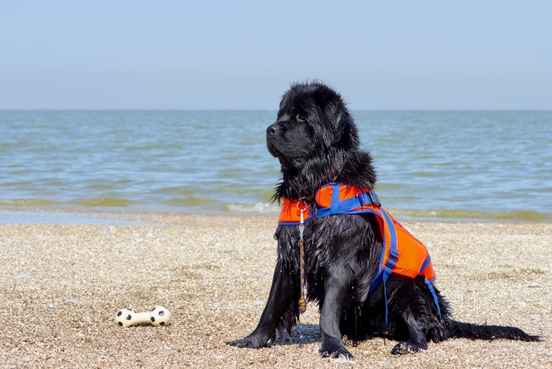 Do Newfoundland Dogs Like to Swim? Breed Facts & FAQs
