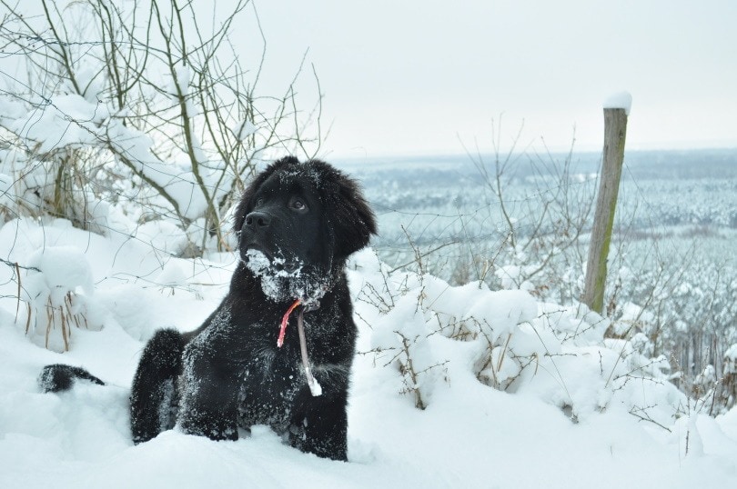 Why Does My Dog Want To Stay Outside in the Cold? 4 Vet-Verified Reasons & What To Do