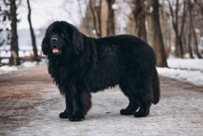 16 Newfoundland Dog Mixes (With Pictures)