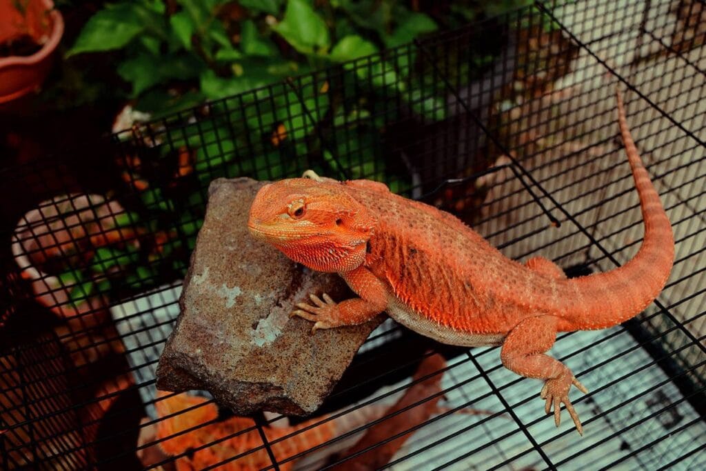Orange Bearded Dragon: Facts, Care, Diet & Health (with Pictures)