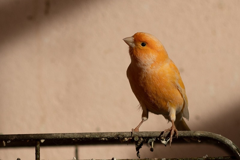 7 Red & Orange Pet Bird Species You Can Bring Home (With Info & Pictures)