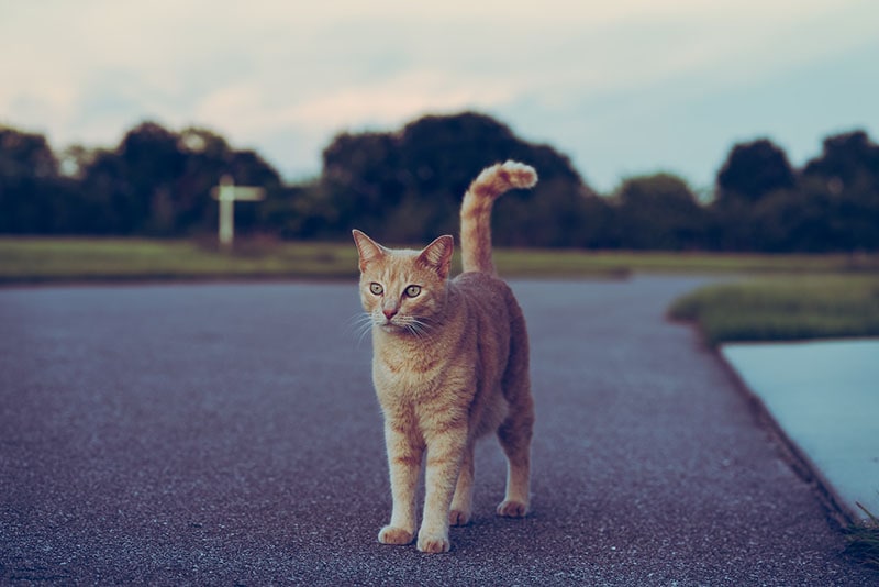 Why Are Cats So Independent? 6 Likely Reasons