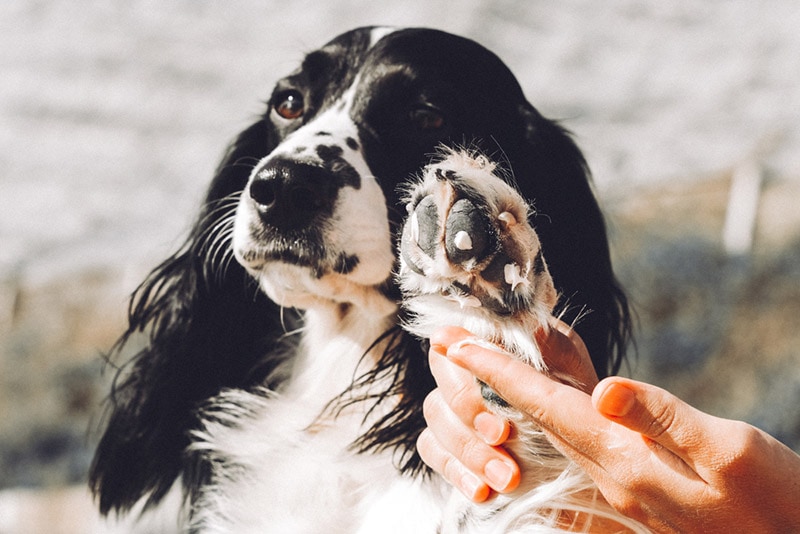 5 Best Dog Lotions for Dry Skin in 2026 - Reviews & Top Picks