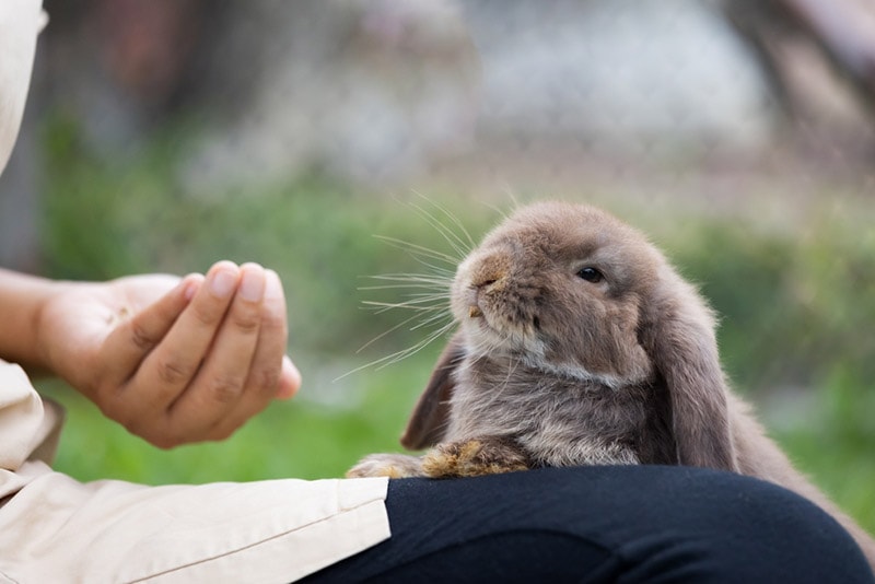 What Smells Do Rabbits Hate? 7 Common Scents