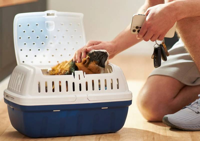 7 Best Travel Cages for Guinea Pigs - 2026 Reviews & Top Picks