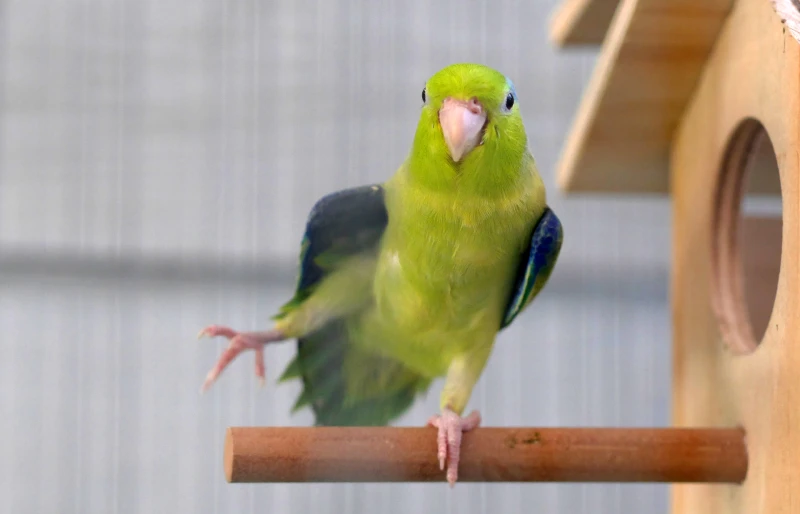 Do Parrots Understand What They Say? Vet-Reviewed Science