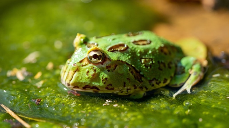 Do Pacman Frogs Have Teeth? Vet-Verified Amphibian Anatomy Facts