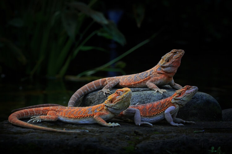 paradox-bearded-dragon