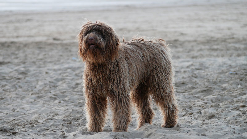 portuguese water dog at the beach