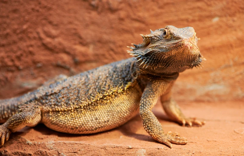 Why Is My Bearded Dragon Not Eating? 8 Vet Reviewed Reasons