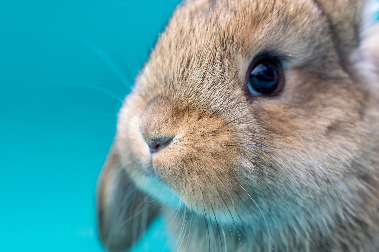 Why Do Rabbits Have Whiskers? Vet-Approved Anatomy Facts