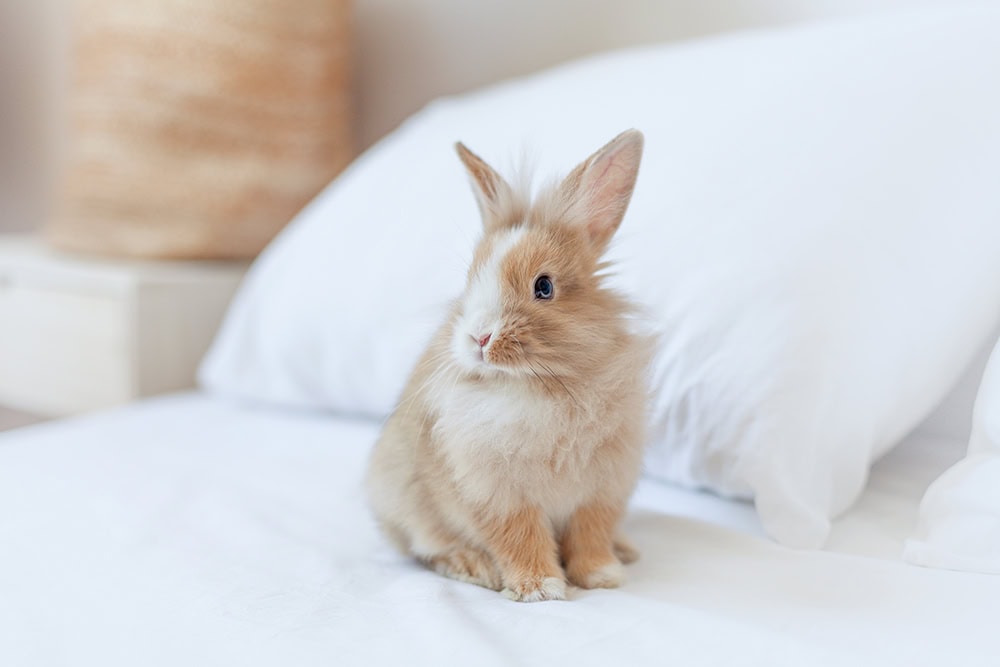 How to Get Rabbit Pee Out of a Mattress: 6 Expert Tips & Tricks
