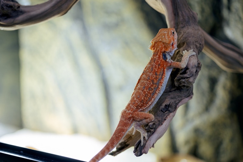 Red Bearded Dragon: Size, Pictures, Habitat & Care Guide