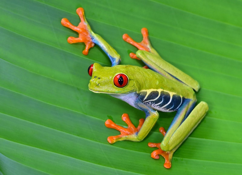 Red-Eyed Tree Frog: Lifespan, Diet, Pictures & Care Guide