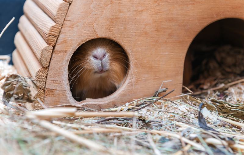13 DIY Guinea Pig Hideout Ideas (With Pictures)