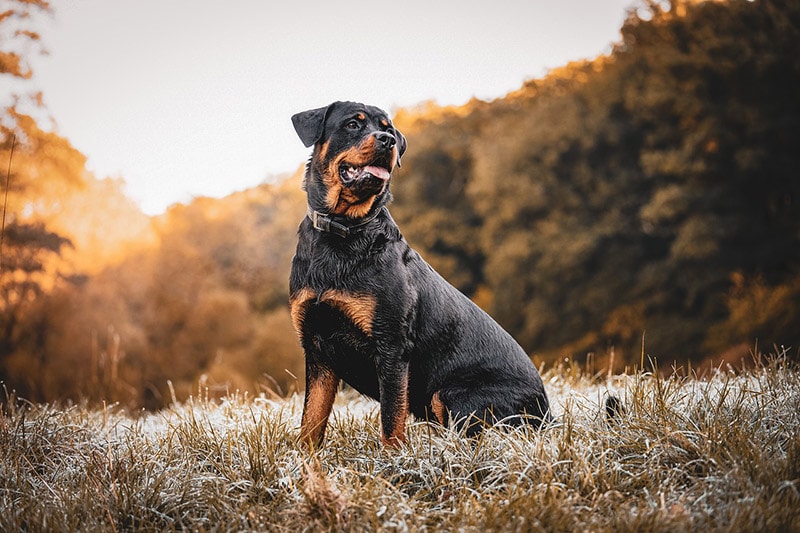 rottweiler dog sitting on grass