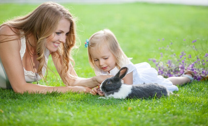 Where Do Rabbits Like to Be Pet: 5 Vet-Approved Spots (With Infographic)