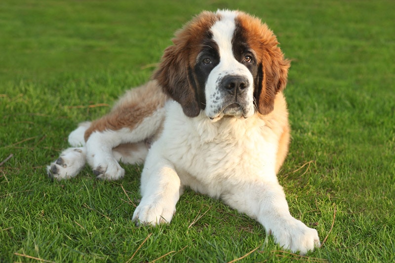 26 Calmest Dog Breeds (With Info & Pictures)