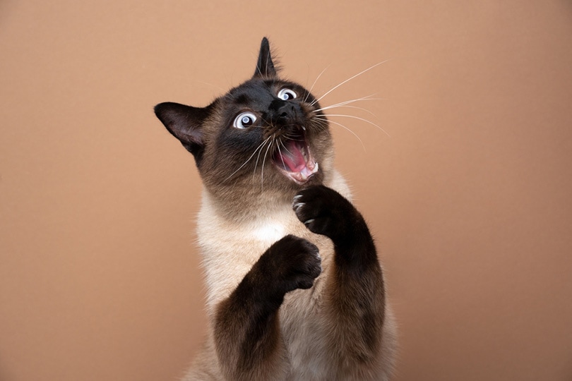 Why Is My Cat Acting Weird? 10 Vet Reviewed Warning Signs