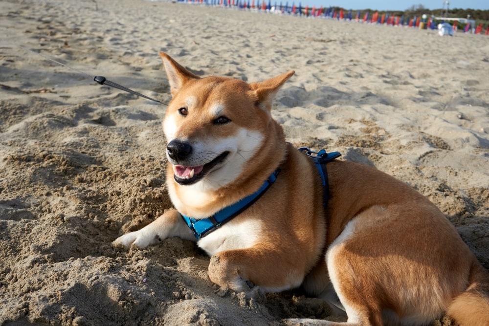 6 Japanese Dog Breeds Native to the Islands (With Info & Pictures)