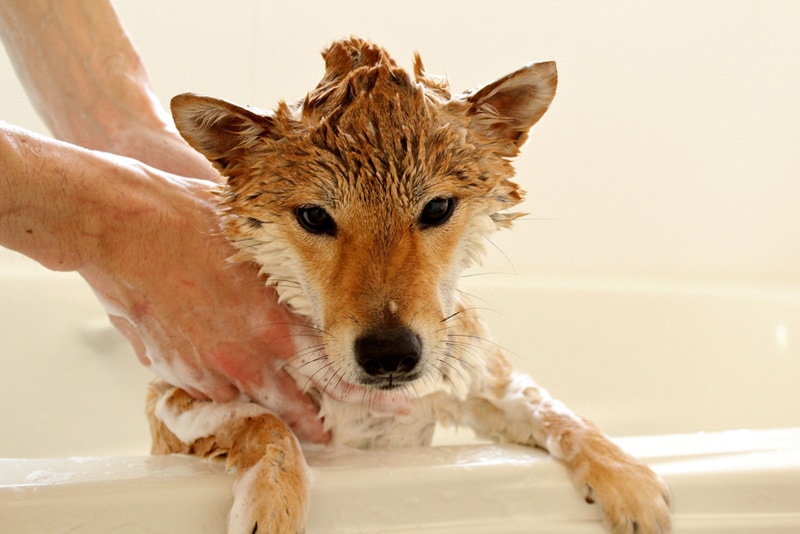 8 Best Medicated Dog Shampoos of 2026 - Reviews & Top Picks