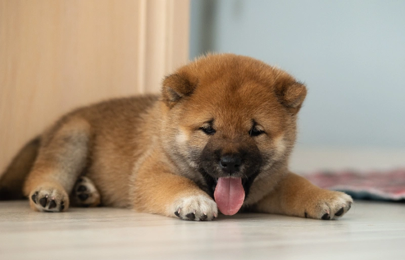 How to Potty Train Your Shiba Inu: 7 Vet-Approved Steps
