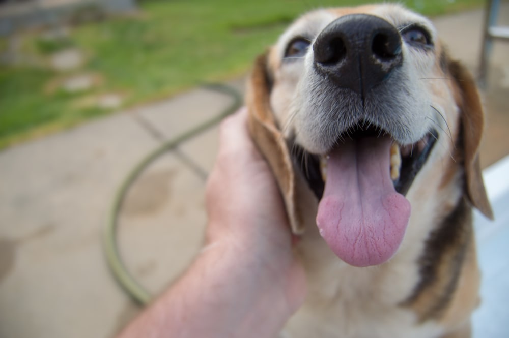 Why Is My Dog Breathing Fast? 8 Typical Reasons (Vet Answer)