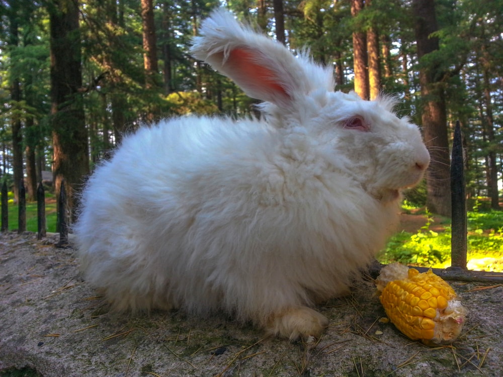 Giant Angora Rabbit: Pictures, Care Guide, Lifespan & Traits