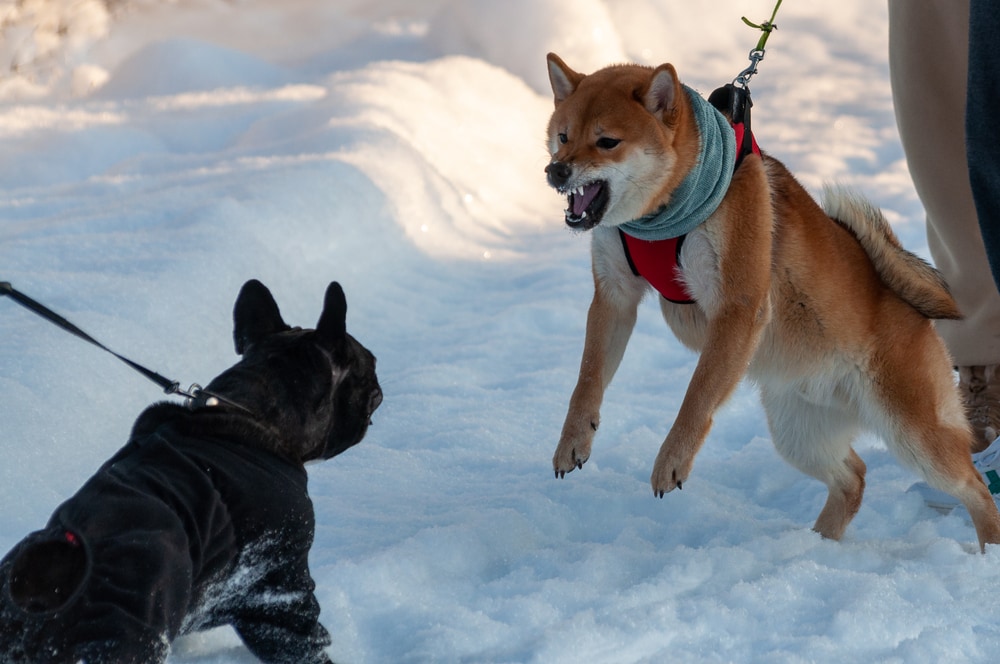 Why Do Dogs Bark at Other Dogs? 10 Vet-Reviewed Reasons