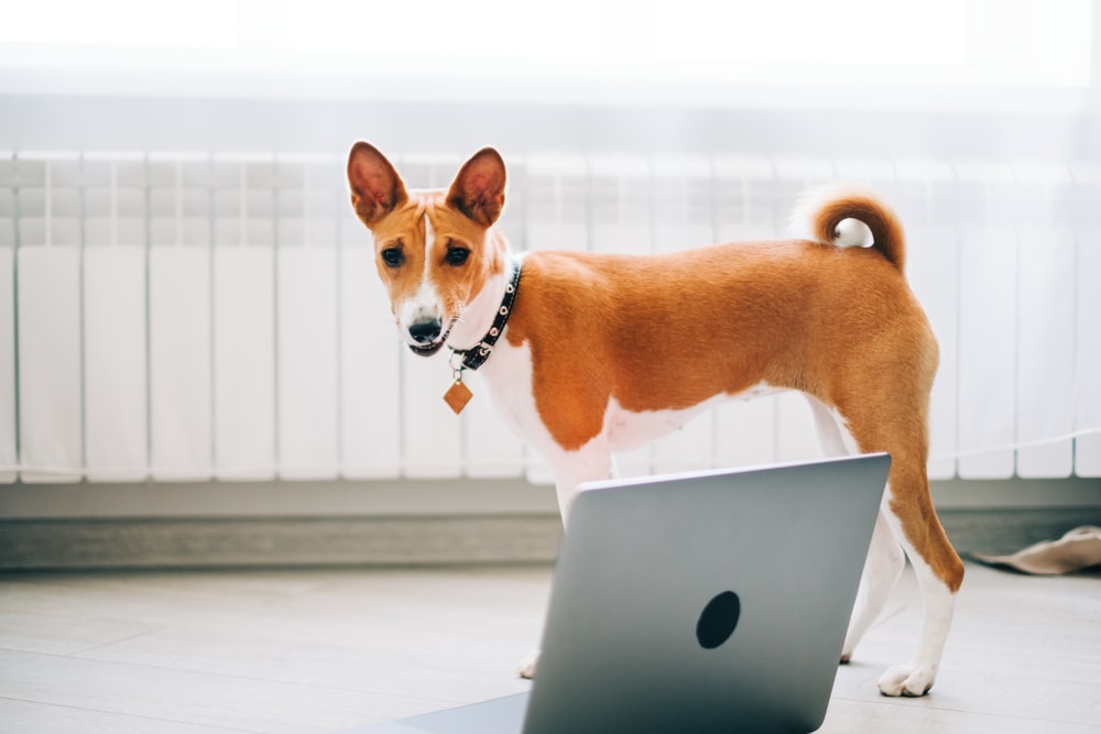 Can Dogs Detect Electronics? Vet-Verified Facts & FAQ