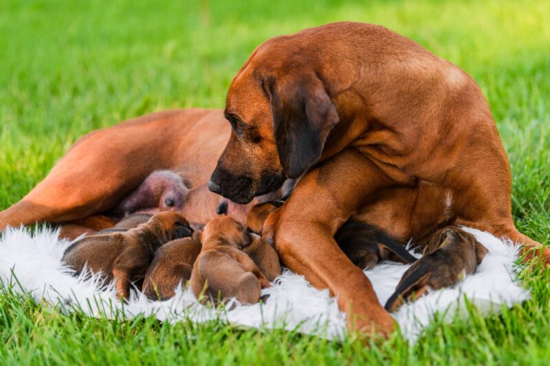 How Long Are Dogs Pregnant? Canine Gestation Period Explained