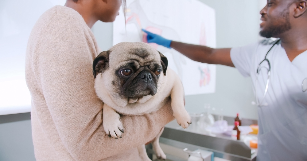 Is There Surgery for Dogs With Brachycephalic Airway Syndrome?