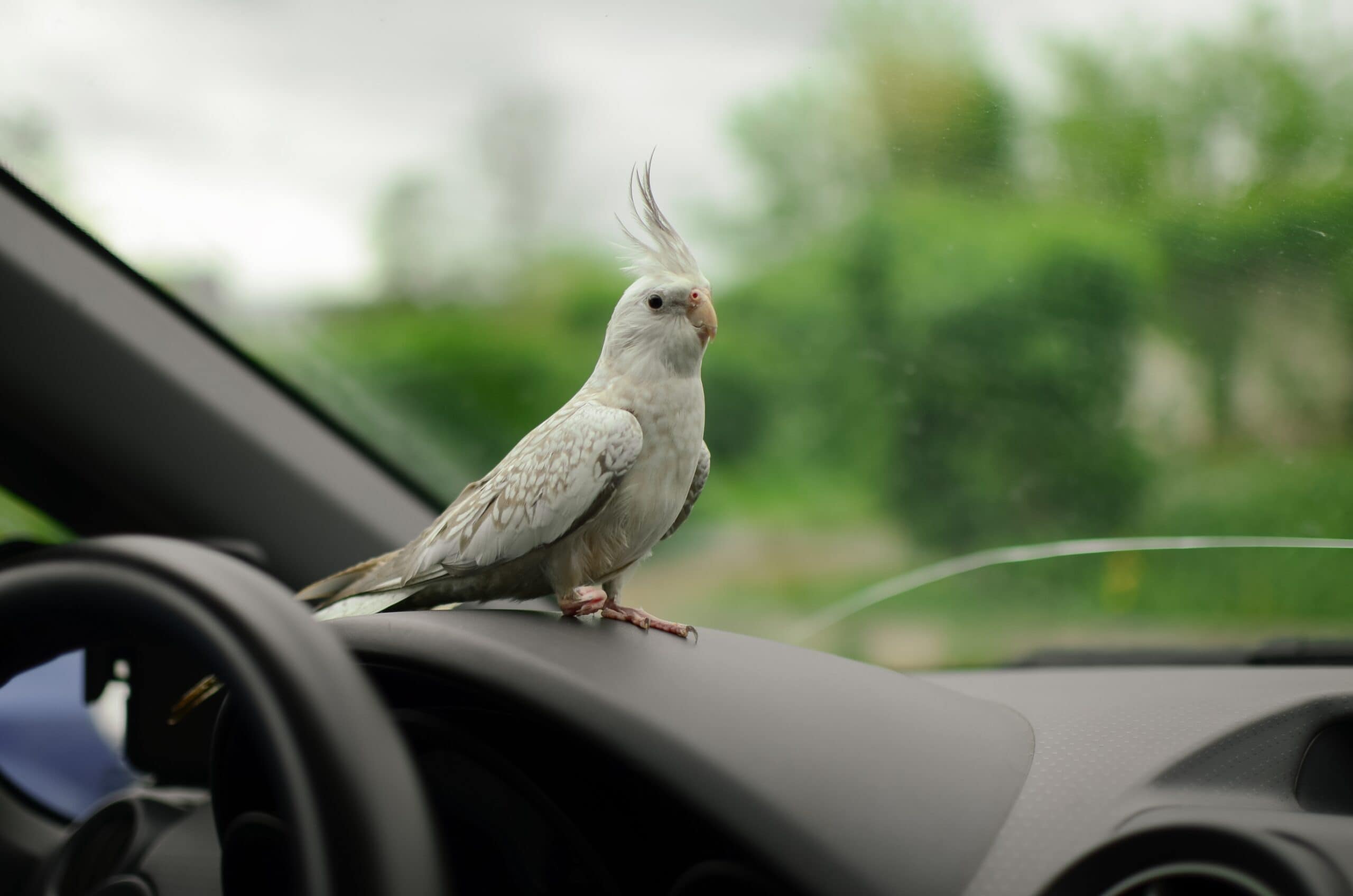 How To Safely Travel with a Bird in My Car -  9 Vet-Reviewed Tips
