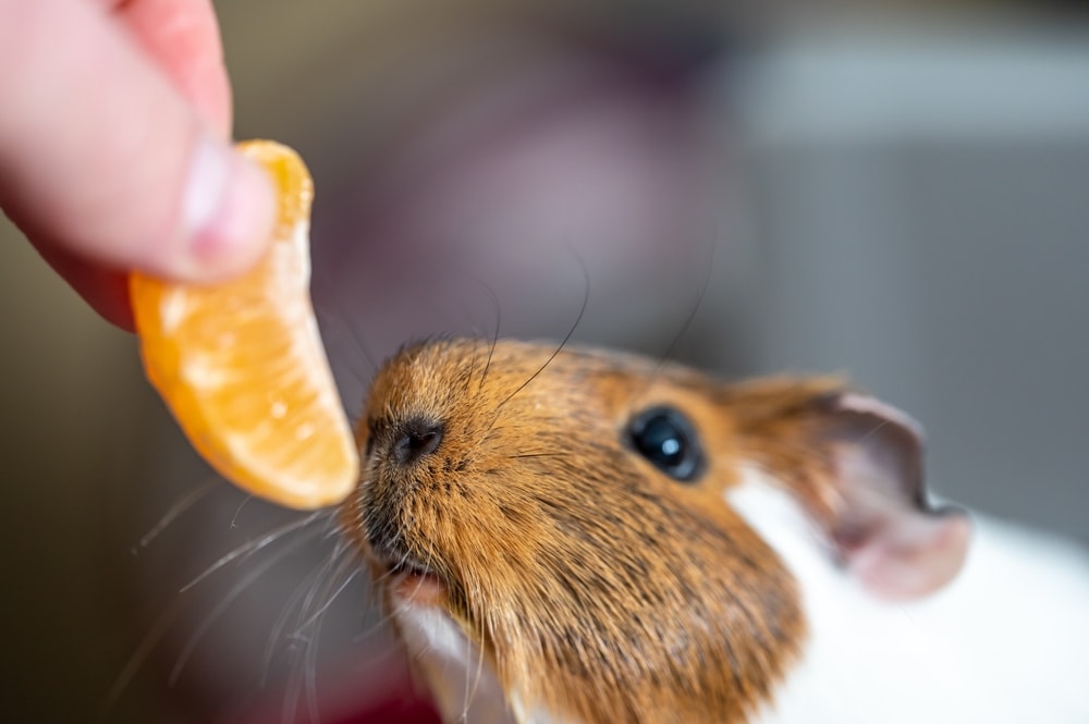 Guinea pig eating an orange
