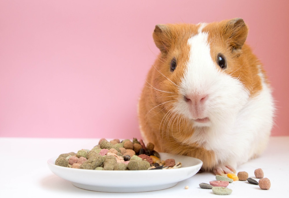 My Guinea Pig Is Not Eating, Should I Be Worried? Vet-Approved Facts & When to Worry