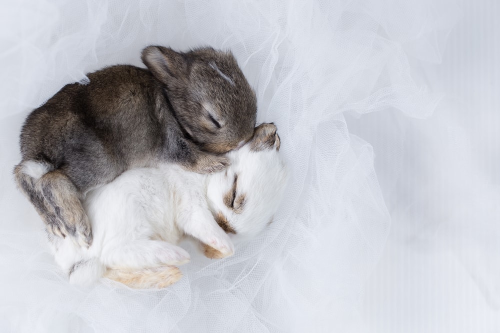 When Do Baby Rabbits Open Their Eyes? Vet-Approved Ocular Anatomy Guide