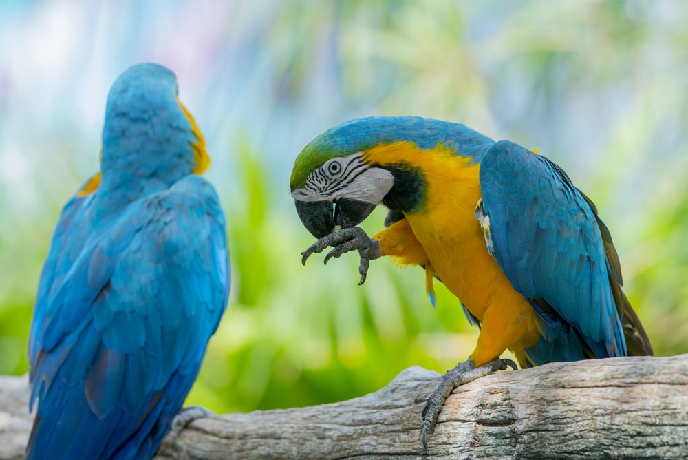 10 Blue Pet Birds & Parrot Species You Can Bring Home (With Info & Pictures)