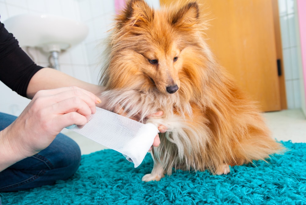 How to Remove a Splinter from a Dog Paw: 8 Expert Tips & Infographic
