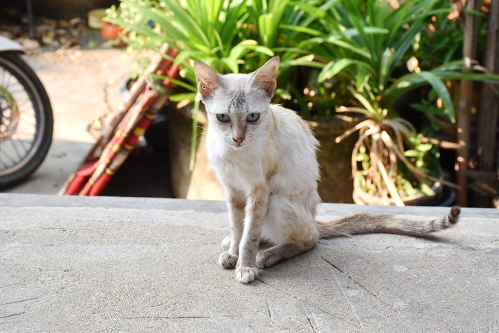 E. Coli Infection in Cats: Vet Explained Causes, Signs & Treatments