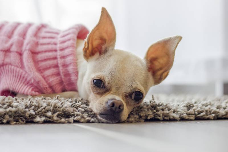 Do Dogs Get Headaches: Our Vet Explains Causes & Treatment