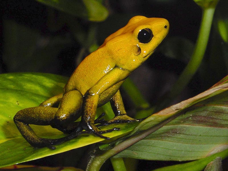 12 Amazing Poison Dart Frog Facts: Vet-Verified Info With Pictures