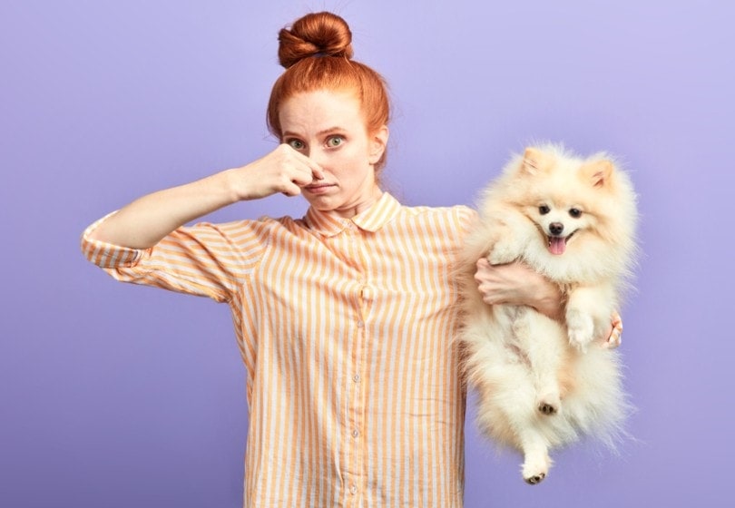 How to Get Rid of Dog Smell Without a Bath - 7 Expert Tips