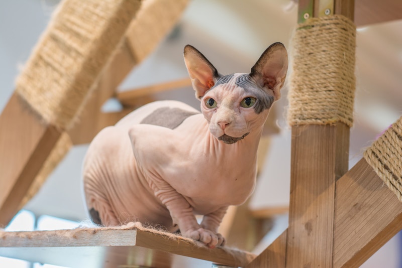 How Badly Do Sphynx Cats Smell? 6 Potential Causes & FAQ